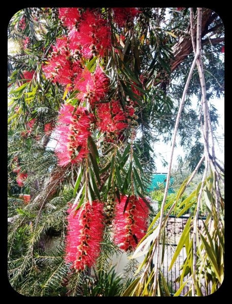 Callistemon Dangling2 17 Apr 22.jpg