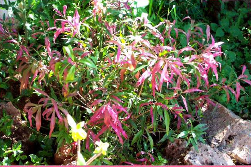 Callistemon Flaming Fire Aug 2007.jpg