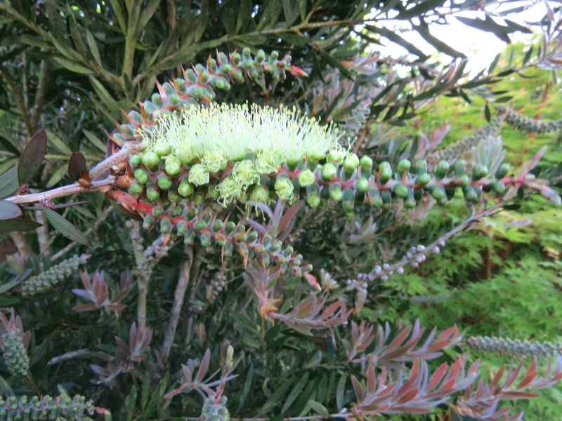 callistemon.JPG