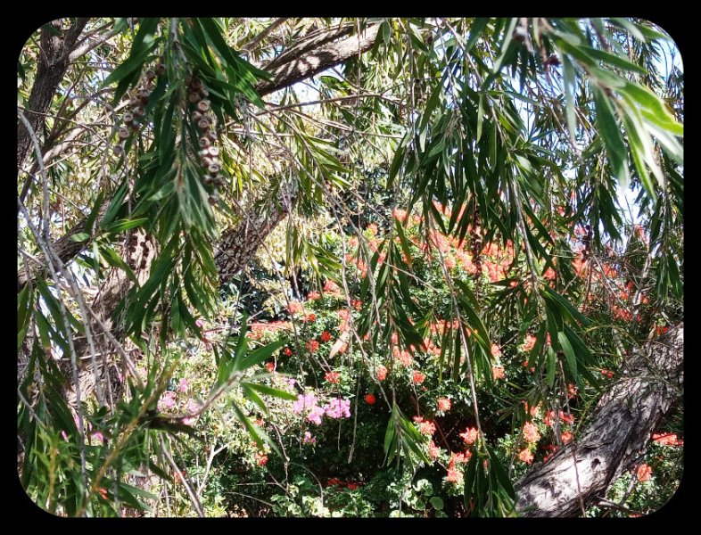 Callistemon Jungle 24 Sep 22.jpg