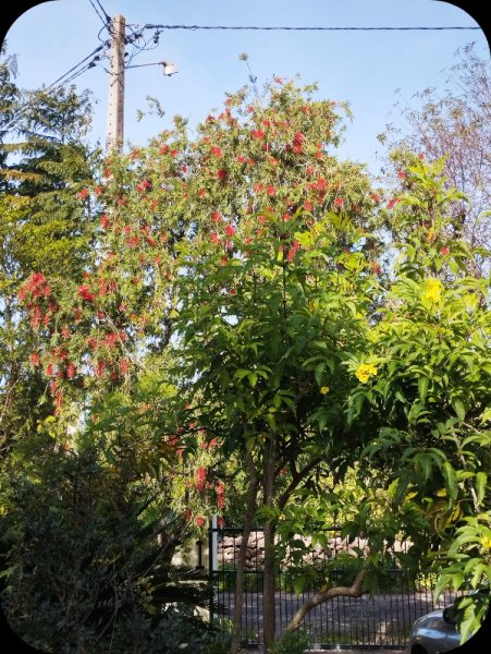 Callistemon to Gate 12 Jan 25.jpg