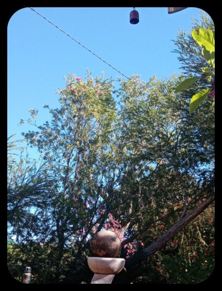 Callistemon1 5 Nov 22.jpg