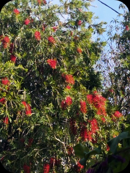 Callistemon1 9 Jan 25.jpg