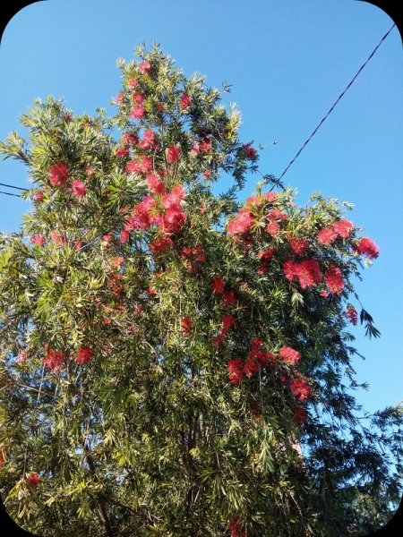 Callistemon2 1 Feb 24.jpg