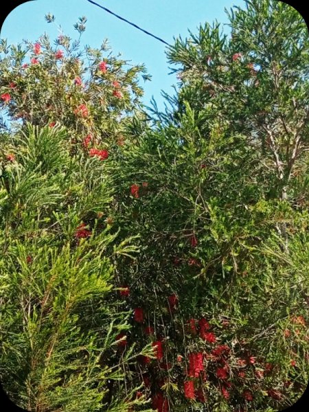 Callistemon2 18 Mar 24.jpg