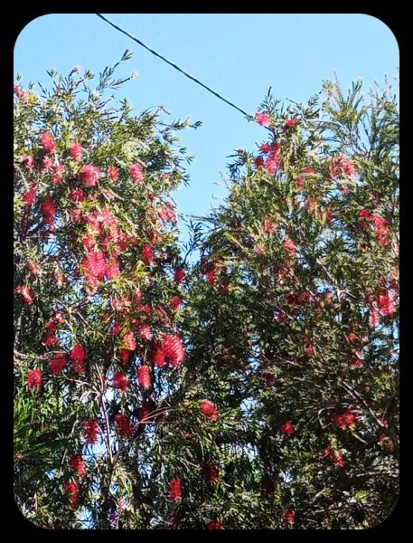 Callistemon2 28 Mar 23.jpg