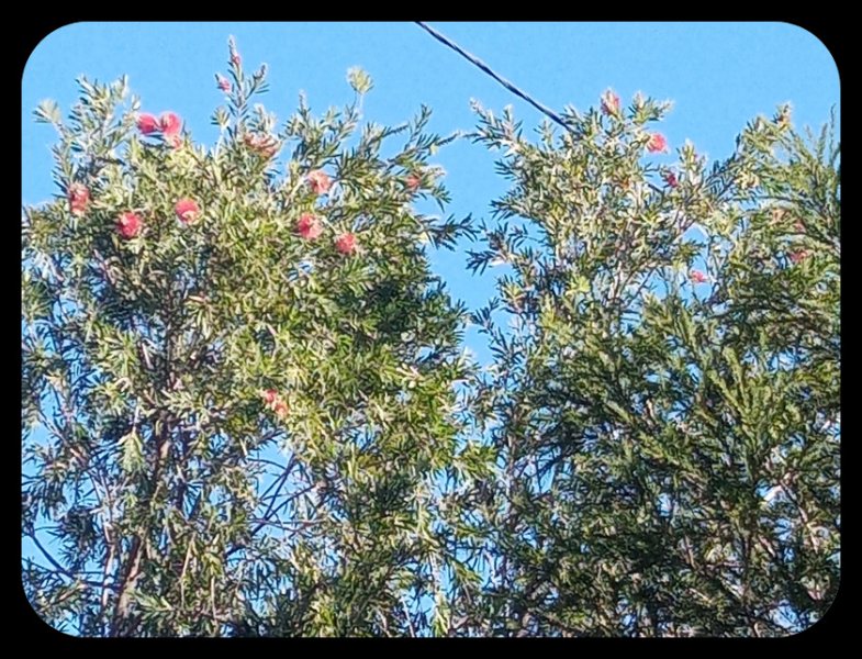 Callistemon2 5 Nov 22.jpg