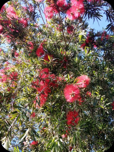 Callistemon3 1 Feb 24.jpg