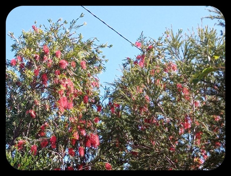 Callistemon4 28 Mar 23.jpg