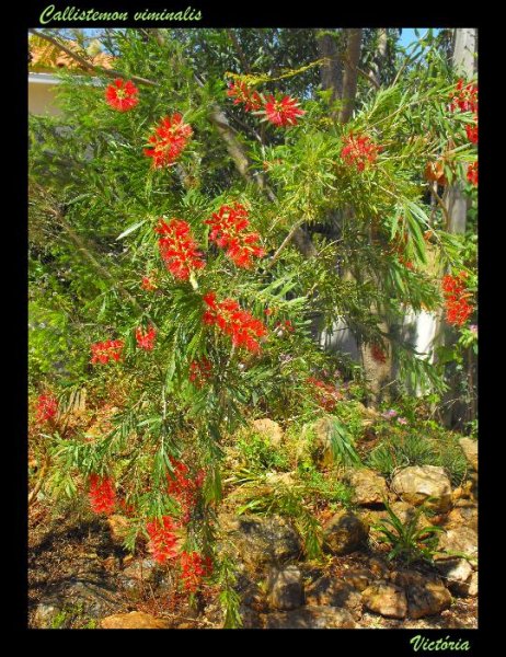 Callistemon4 6 May 09.JPG