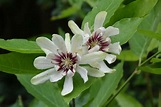 calycanthus.jpeg