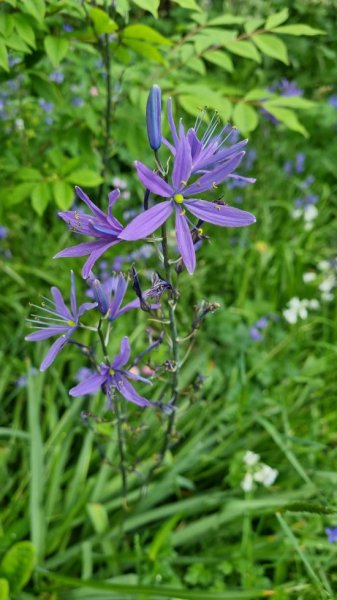 Camassia 08.05.2024.jpg