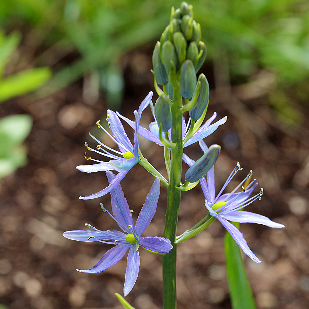 Camassia-flower.jpg