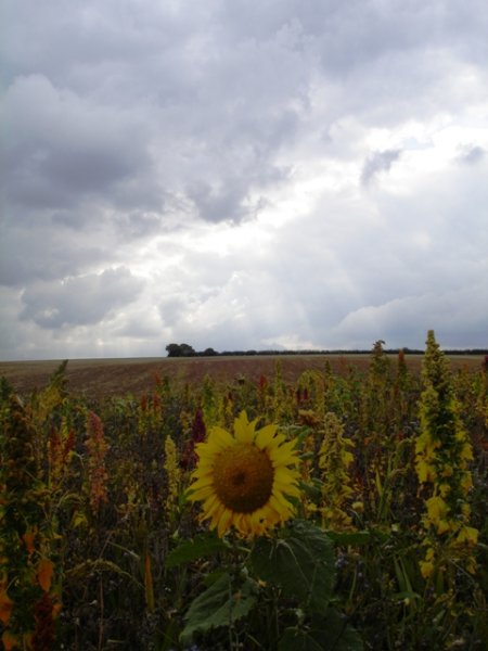 Cambridgeshire top walk 007 - Copy.JPG