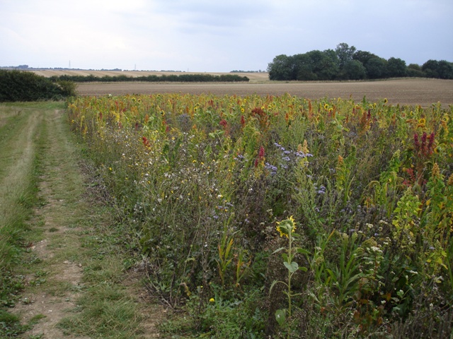 Cambridgeshire top walk 008 - Copy.JPG