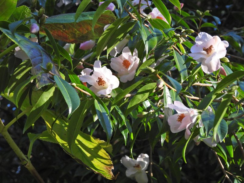 Camelia Cornish Snow Winton.JPG