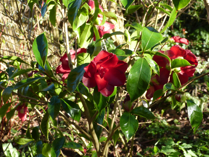 Camellia japonica Black Magic.JPG