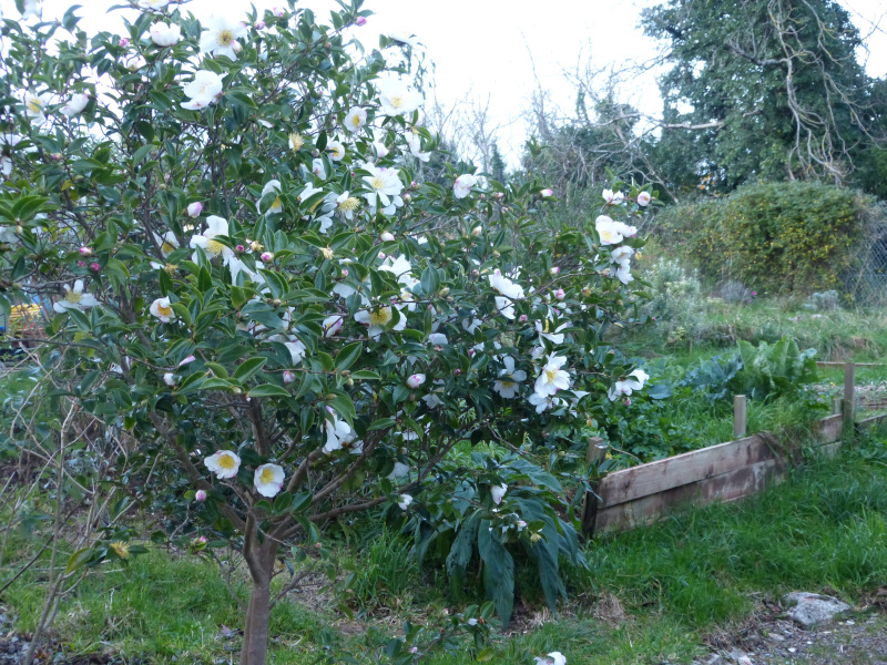 Camellia sasanqua Narumigata 2.JPG