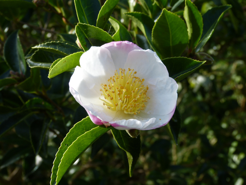 Camellia sasanqua Narumigata.JPG