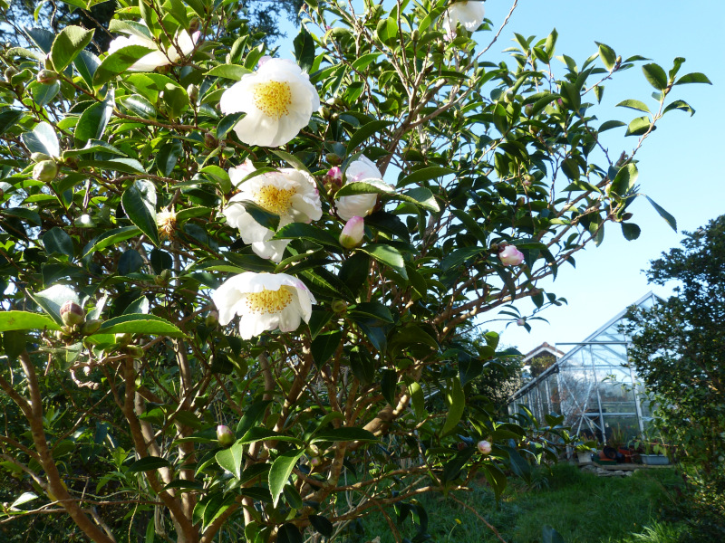 Camellia sasanqua narumigata..JPG