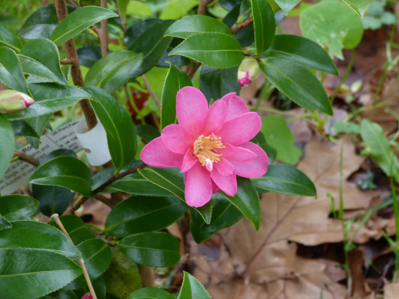 Camellia sasanqua Rosea 2.JPG