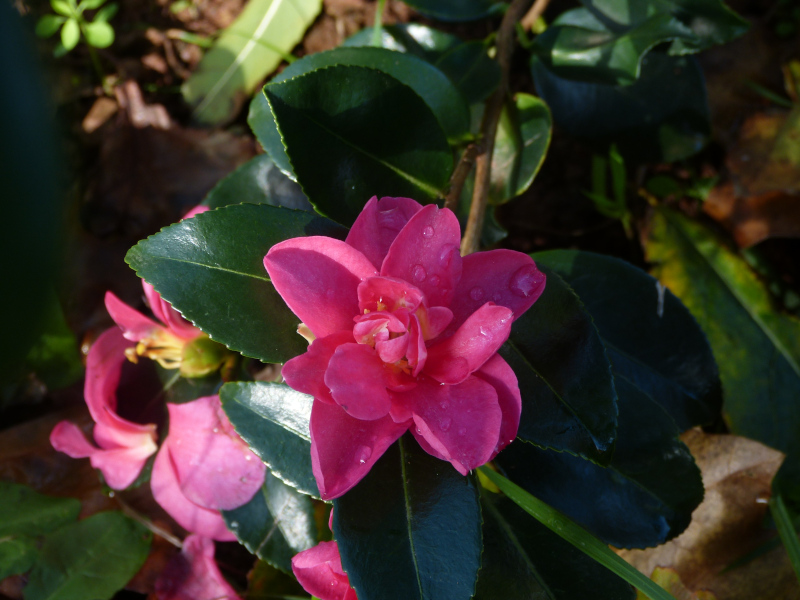 Camellia sasanqua Rosea.JPG