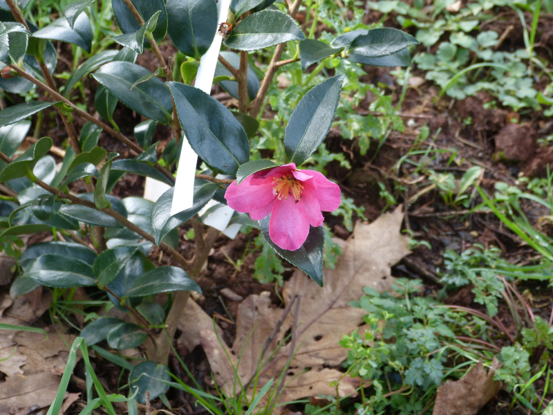 Camellia sasanqua Rosea.JPG