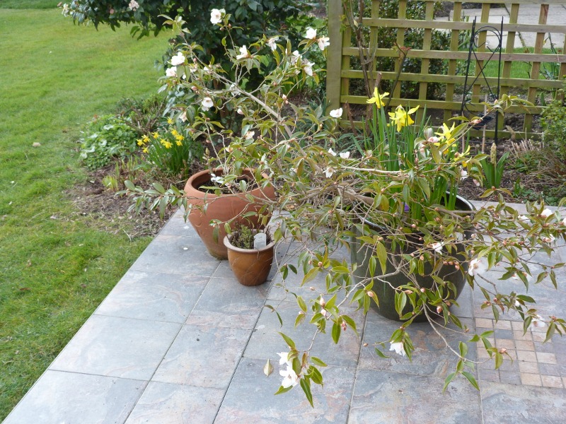 Camellia St Ewe today for cropping (800x600).jpg