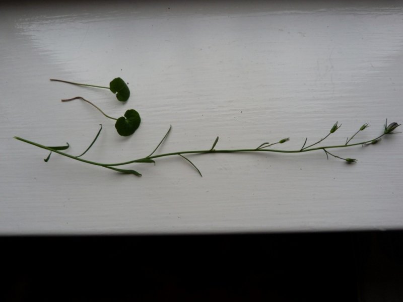 Campanula basal leaf and young stem (1024x768).jpg