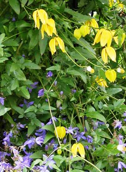 Campanula-clematis-croppe.jpg