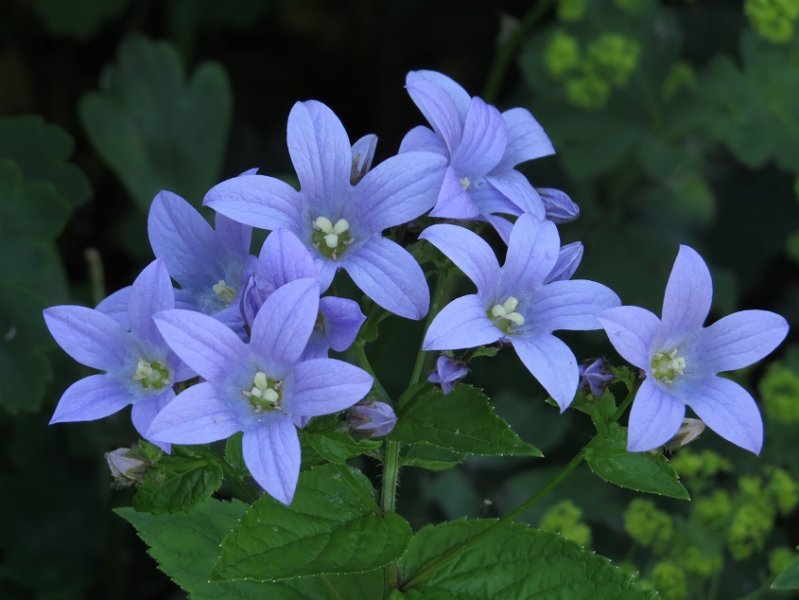 Campanula Lactiflora.jpg