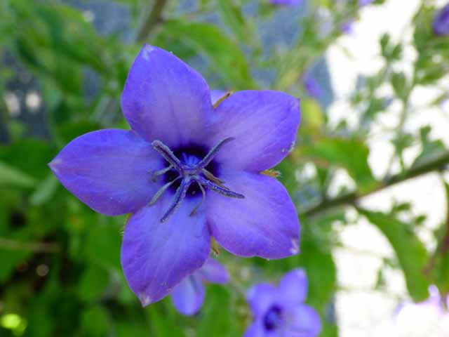 Campanula primulifolia flower.jpg