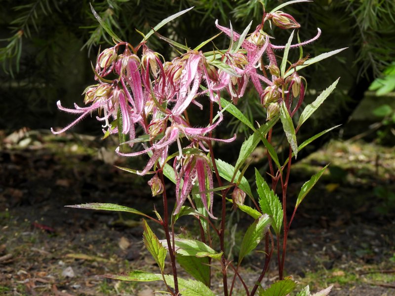 campanula Takesimana.JPG