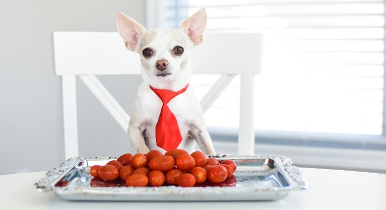 Can-dogs-eat-tomatoes.jpg