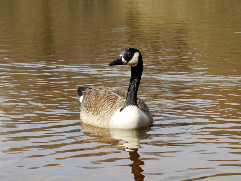 Canadian Geese.JPG