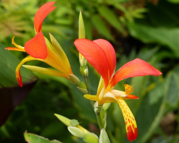 Canna Brasiliensis.jpg