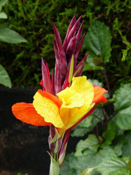 Canna Cleopatra.jpg