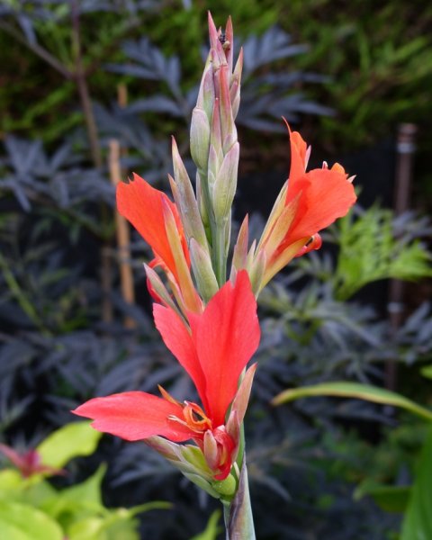 Canna Grand Orange.jpg