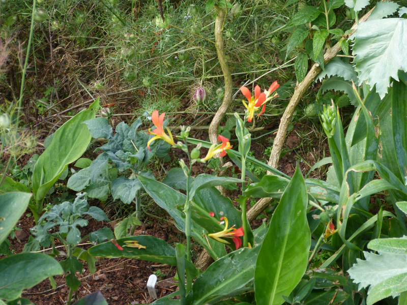 Canna paniculata.JPG