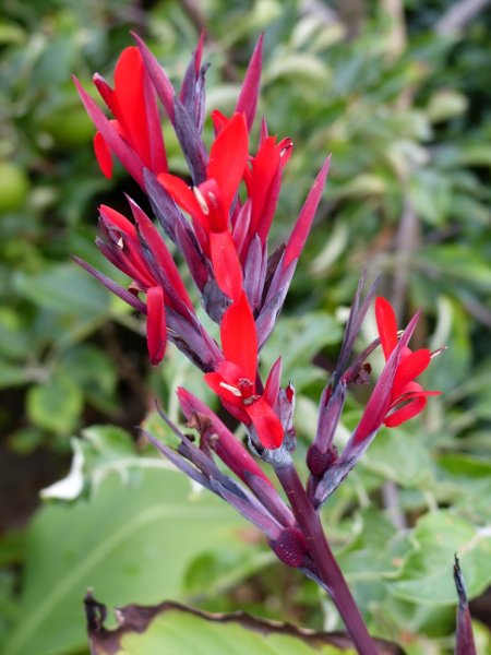 Canna Speciosa.jpg