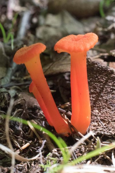 Cantharellus cinnabarinus GC.jpg