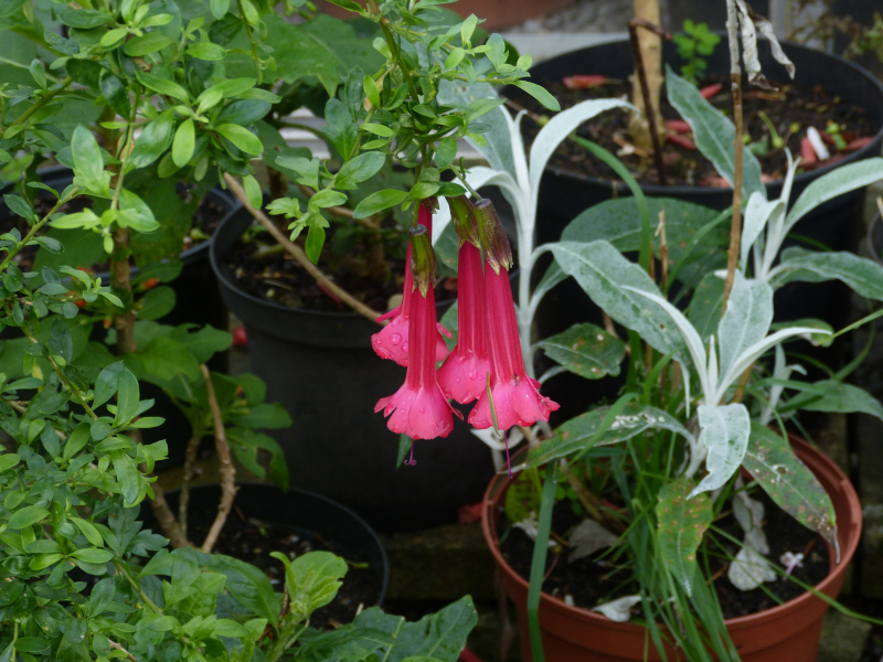 Cantua buxfolia 3.JPG