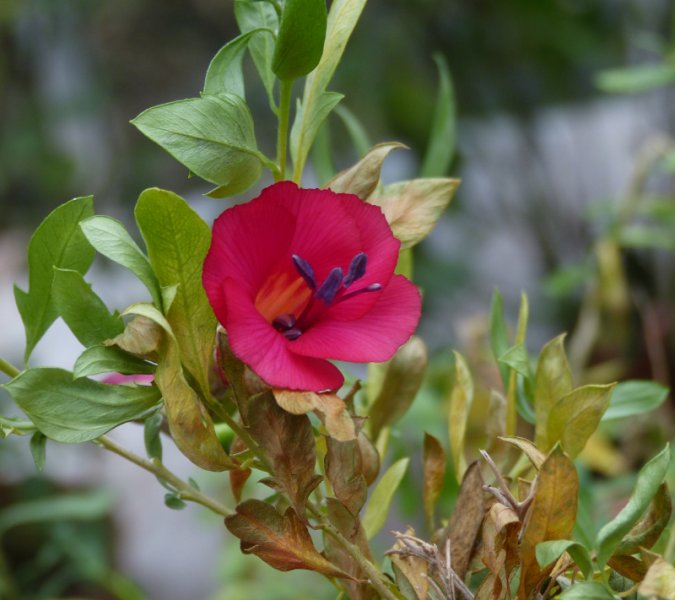 Cantua buxifolia.JPG