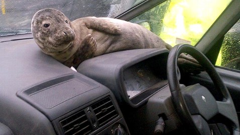 car seal.jpg