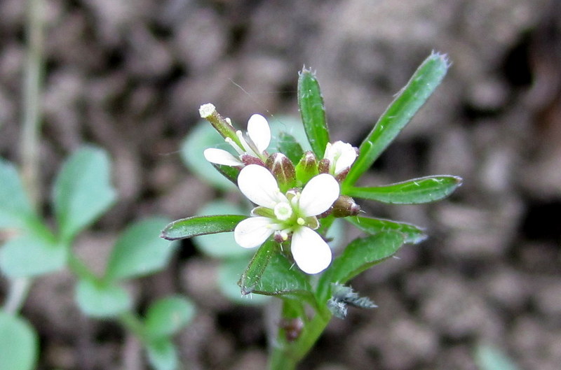 CARDAMINE  HIRSUTA  HAIRY BITTERCRESS 02-May-11 2-38-40 PM.02-05-2011 14-38-041.jpg