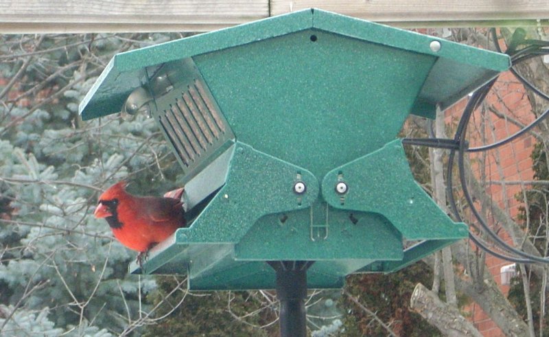 Cardinal january 2016.jpg