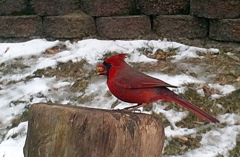 cardinal20.jpg