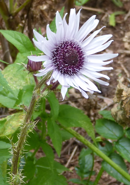 Carlina acaulis.JPG