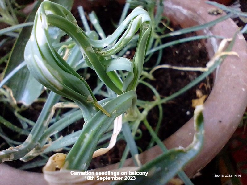 Carnation seedlings on balcony 18th September 2023.jpg