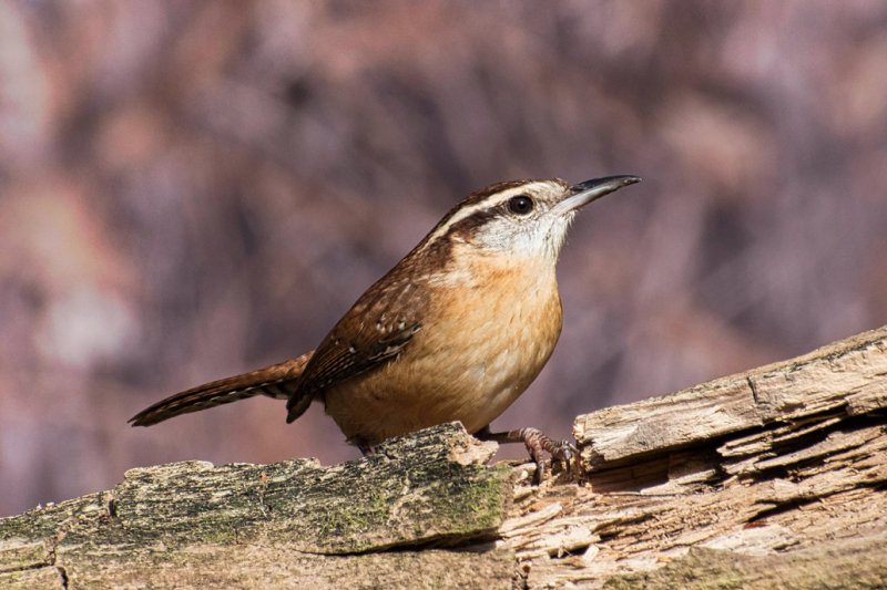 Carolina Wren GC.jpg